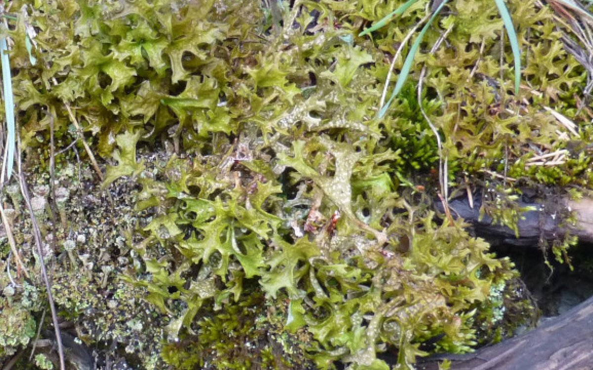 Le ramassage du lichen et des algues sur la Presqu'île de Lézardrieux : une activité qui a fait vivre Pen Lan pendant près d'un siècle