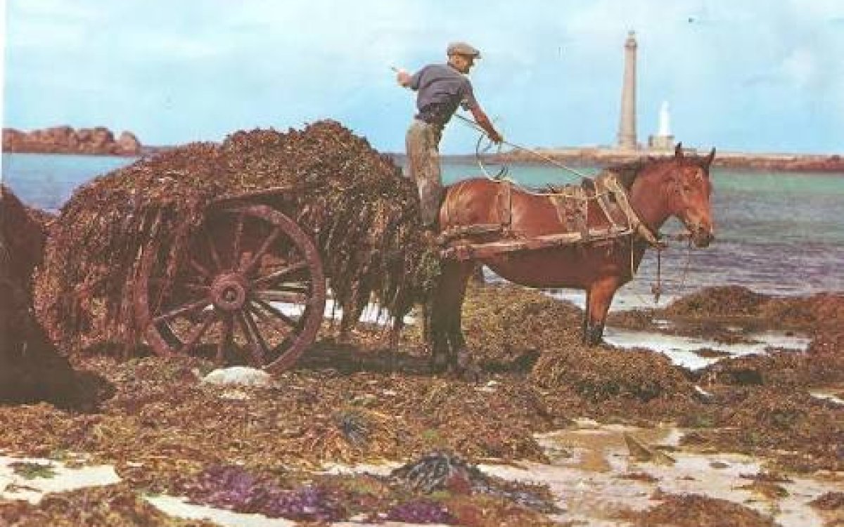 Les goémoniers de la Presqu'île de Lézardrieux, quand la mer faisait vivre les familles
