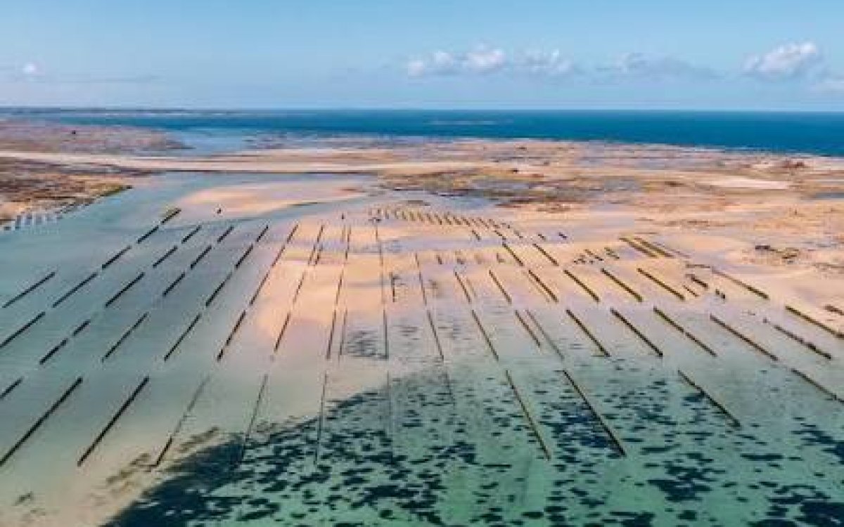 Les huîtres de la Presqu'île de Lézardrieux : des bancs naturels du Jaudy et du Trieux aux ostréiculteurs d'aujourd'hui